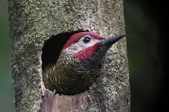 Exclusive Cloud Forest Birding + FREE Binoculars + hummingbirds  - Photo 1 of 25